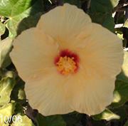 Rose Frazer