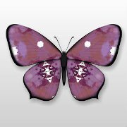 Noris Pignata