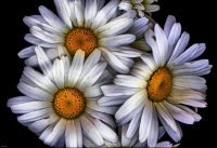 Deborah Parisher