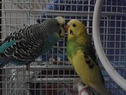 Cassandra Borg muscat