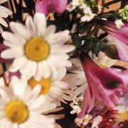 مؤمنة الفوال