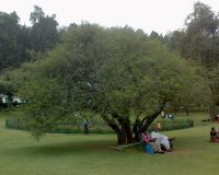 Adil A