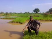 عبدالرحمن ودالنمير