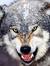 Wild Wolf