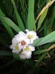 شهرزاد الموغوكان