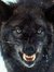 Jim Wolfie
