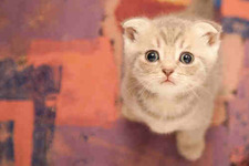 Tiny