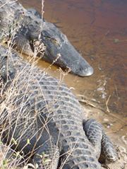 Nina Stoyan-Rosenzweig