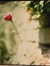 Catherine Corman