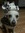 sneekeebadger