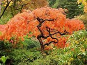 Christopher Demanaeus