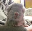 Sofi