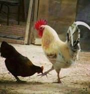 علي بن ابي فرحات