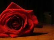 الزهرة البنفسجية