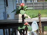 Lorena Wilhelm-wheaton