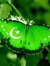 Imran M...