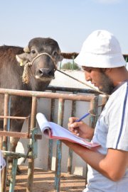 Ali Negm el-deen