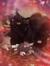 Greebo Nauenburg