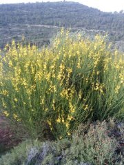 كاملة بدارنه