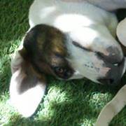 Νανα Πολιτου