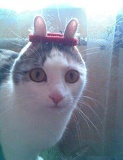 Mèo Đen Đúa