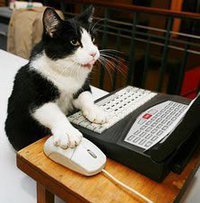 Cat Lam