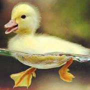 Judith Simpkins putnam