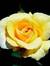 Shree