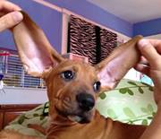 Angie Dancer salisbury