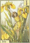 Iris