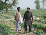 Waseem Hassan