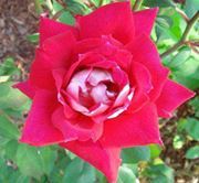 Rose Mclean