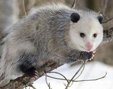 Opossum