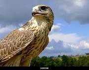 اصيل عبدالله