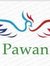 Pawan J...