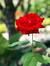 Thanh H...