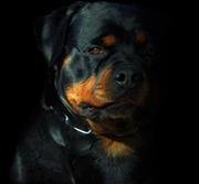 Royale Rottweilers