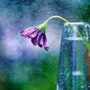 حنان بلحيمر