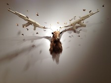 Kirby Kim