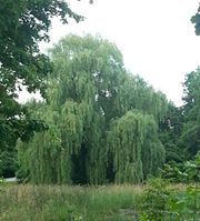 Barbara Troyansky-klein