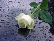 Mohammad Reza