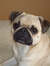 Pugmom25