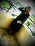 Maheen ...