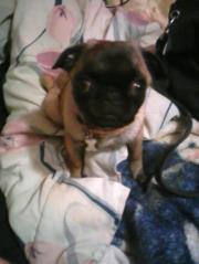 Sandra Cottrill wilhelm