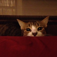 Lindseythevampireslayer