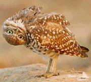 Christine Kissel-moad