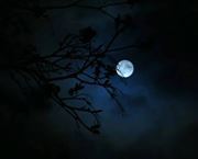 عمرو السقاف