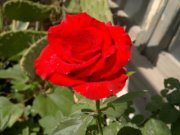 يوسف السليم