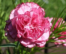 شفاء العوير