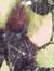 Menna A...